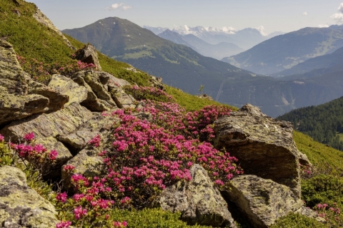 Alpenrosen mit Bergblick