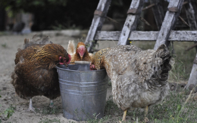 Drei Hennen beim Wassertrinken am Bauernhof